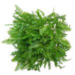 چمن مصنوعی مدل دکور سبز آکواریومی طرح سیکات سرو سایز 25x25 سانتی متر