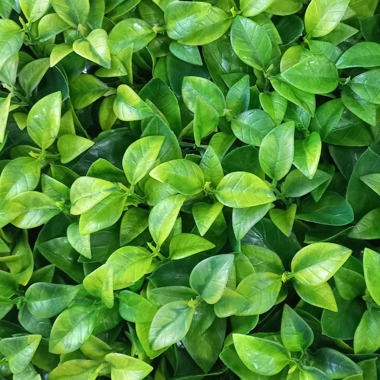 دیوارپوش مدل گرین وال برگ ریحون سایز 50x50 سانتی متر مجموعه 4 عددی