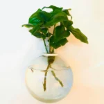 گلدان دکوری مدل دیواری شیشه ای مجموعه 2 عددی - تصویر 4