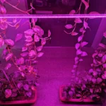 ریسه ال ای دی رشد گیاه 18 وات مدل فول اسپکتروم 220v - تصویر 6