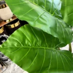 درختچه مصنوعی مدل باباآدم - تصویر 4