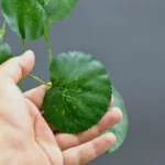 گل مصنوعی مدل ریسه برگ طرح گرد بسته دو عددی - تصویر 2
