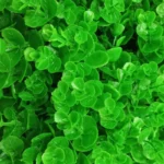دیوارپوش مدل شمشاد سایز 50x50 سانتی متر مجموعه 4 عددی - تصویر 4