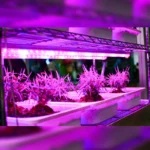 لامپ رشد گیاه 7 وات مدل فول اسپکتروم 220v طرح ریسه ال ای دی بسته 4 عددی - تصویر 12