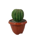 گل مصنوعی مدل کاکتوس میناتوری مجموعه 3 عددی - تصویر 3