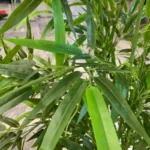 درختچه مصنوعی مدل بامبو - تصویر 2
