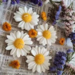 شمع شناور مدل گل مارگاریت بسته 6 عددی - تصویر 7