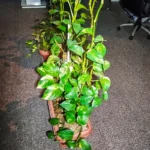 چراغ هالوژن 9 وات شاهچراغ مدل روناک بسته 8 عددی - تصویر 5